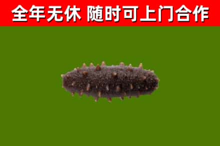 汾阳烟酒回收干海参.jpg